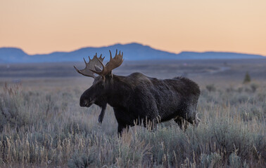 Bull Moose During the Rut in Autumn in Wyoming