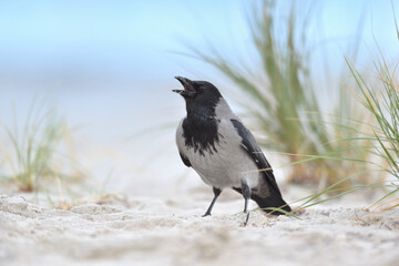 Nebelkrähe Corvus corone cornix