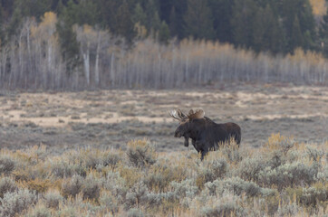 Bull Moose During the Rut in Autumn in Wyoming