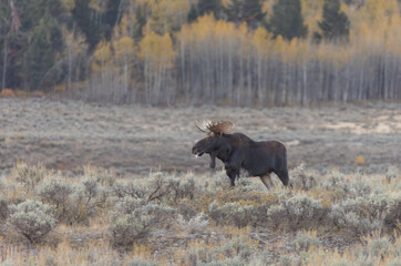 Bull Moose During the Rut in Autumn in Wyoming