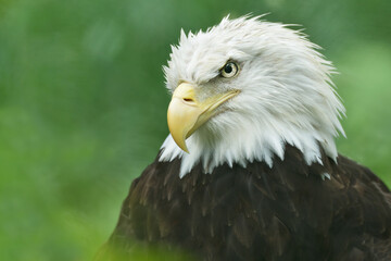 Bald eagle portrait (Haliaeetus leucocephalus)
