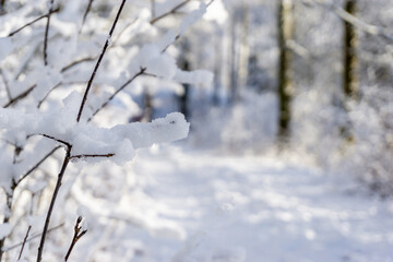 gros plan,paysage d'hiver, paysage, hiver, neige, froid, glace, arbres, chemin, sentier, nature, gel, gelé, blanc, blanche, forêt, arbre, suède, scandinavie, scandinave, enneigé, ciel, bleu, saison, s