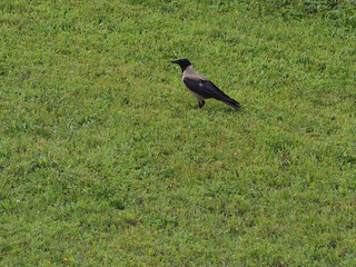 crow (Corvus) bird animal