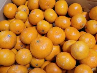 mandarin, tangerine, mandarin tree, tangerine tree, a tangerine orchard, fruit, Jeju tangerines, Korean tangerines