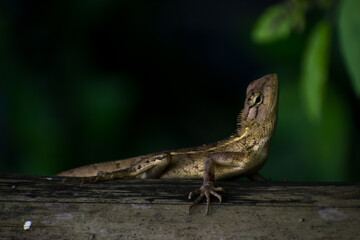 lizard on a tree
