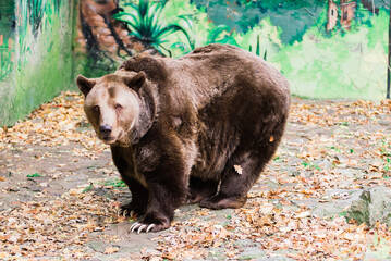 Canadian big brown bear moving in the park forest