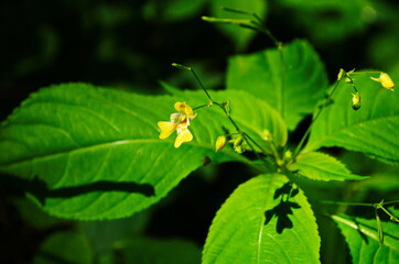 flowering true balsam Impatiens noli-tangere in the forest, with blurred background