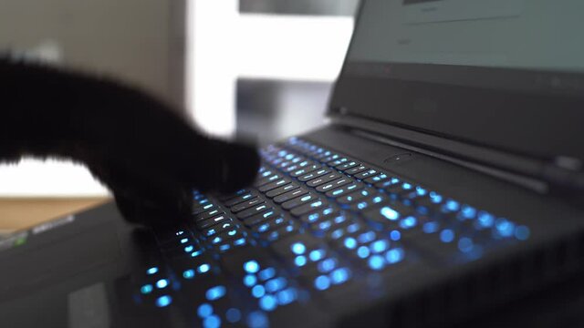 A black cat hacking the hostess computer in broad daylight