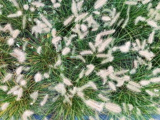 Hecke - Bodendecker