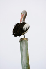 Pelican on piling Australia
