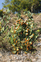 Orange prickly pears growing on rocks in Italy