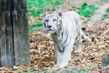 White big tiger, bleached tiger in autumn park laying and walk, close up
