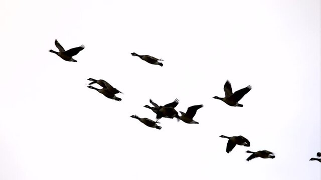 Graceful Canada geese flying, landing in slow motion, filmed in 4K-120fps.
