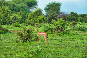 Antilopen im Nationalpark Tsavo Ost, Tsavo West und Amboseli in Kenia