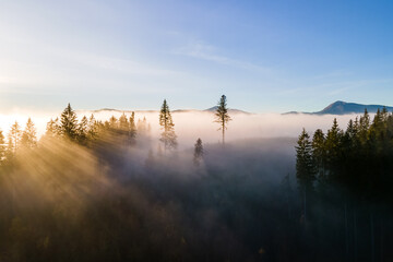 Dark green pine trees in moody spruce forest with sunrise light rays shining through branches in foggy fall mountains