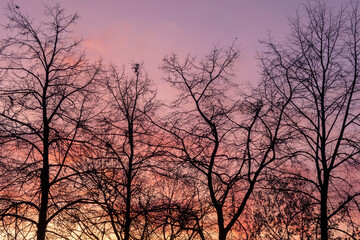 Bare trees silhouettes against pink sunset sky. Nature background