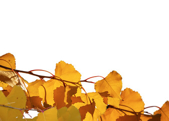 autumn leaves isolated on white - obrazy, fototapety, plakaty