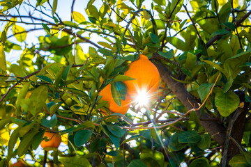 Oranges in Florida