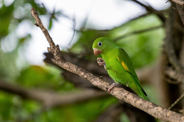 The Plain Parakeet eating a sunflower seed perched on the tree. Parrot. Species Brotogeris tyrica. It is a typical parakeet of the Brazilian forest. Birdwatching. Birding.