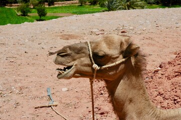 Cammello in riposo dopo lungo percorso in Marocco