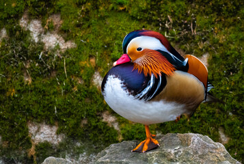 Male Mandarin Duck (Aix Galericulata) With Colorful Plumage Balancing On Stone