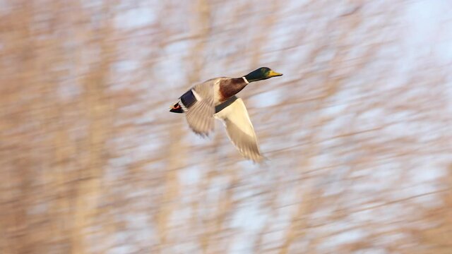 Mallard duck, drake, flying past fast, in slow motion, filmed in 4K 120fps. Playback is at 30fps, 1/4 speed.
