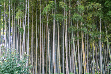 Bamboo trees close-up. Natural background