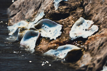 Muscheln im Stein.