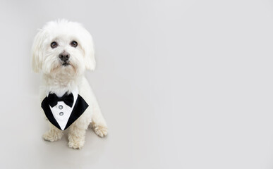 Elegant maltese dog celebrating valentine's day or birthday wearing a tuxedo. Isolated on gray background