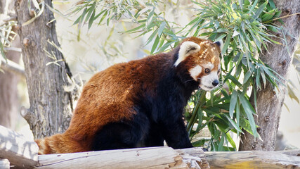 BuinZoo, Buin, Chile

Fotografías por Patricio Olivos.