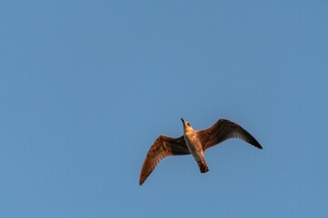 Lonely seagull flying high in the sky