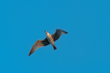 Lonely seagull flying high in the sky