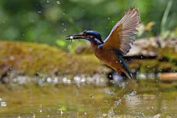 Martin pescatore in emersione