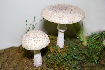 Mushroom Fly agaric bristly (Latin Amanita echinocephala) white on a background of dry leaves and green grass. Plants mushrooms nature ecology.
