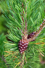 Ein Zapfen einer Kiefer an einer Kiefer. Tannenzapfen am Nadelbaum.