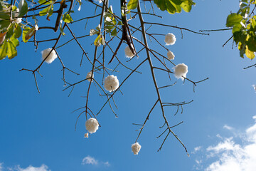 Branches of the ceiba speciosa tree (palo borracho) with the cotton of its fruits, on the blue sky
