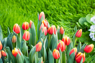 Blooming red and yellow tulips on the background of garden grass.