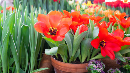 Bright red bloomung darwiorange tulips in pot in garden.