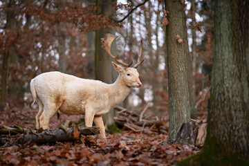 Fallow - fallow deer. (Dama dama ) Beautiful natural background with animals. Forest and sunset.