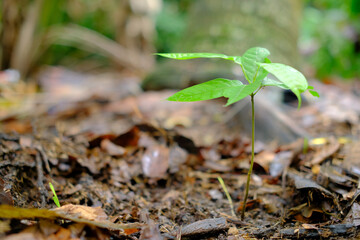 Cocoa seedling plant starts growing in garden, isolated on blurred background