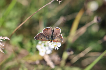 Portrait eines Feuerfalters auf einer Pflanze.
 Wunderschöne Schmetterlinge Deutschlands.