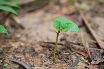 sprout growing in soil