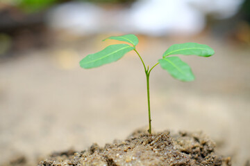 Plants start growing in garden, isolated on blurred background