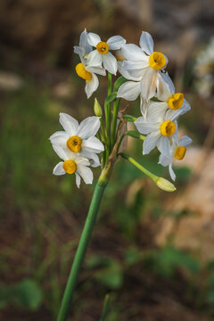  Common Narcissus flower - the king of the swamp