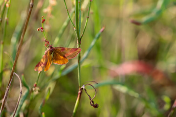 Ein Schmetterling auf einer Wiese. Wunderschöne Schmetterlinge Deutschlands.