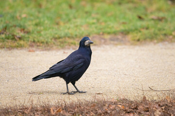 A rook in winter standing on the ground