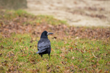 A rook in winter standing on the ground