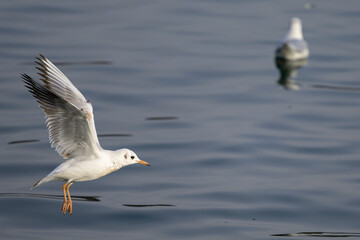 A black headed gull flying over a river