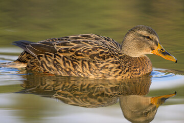 Portrait of a female mallard swimming in water