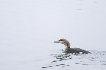 A black throated loon swimming on a river